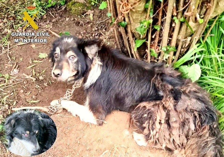 Abandona a cuatro perros atados a un árbol sin comida ni agua en Val de San Vicente